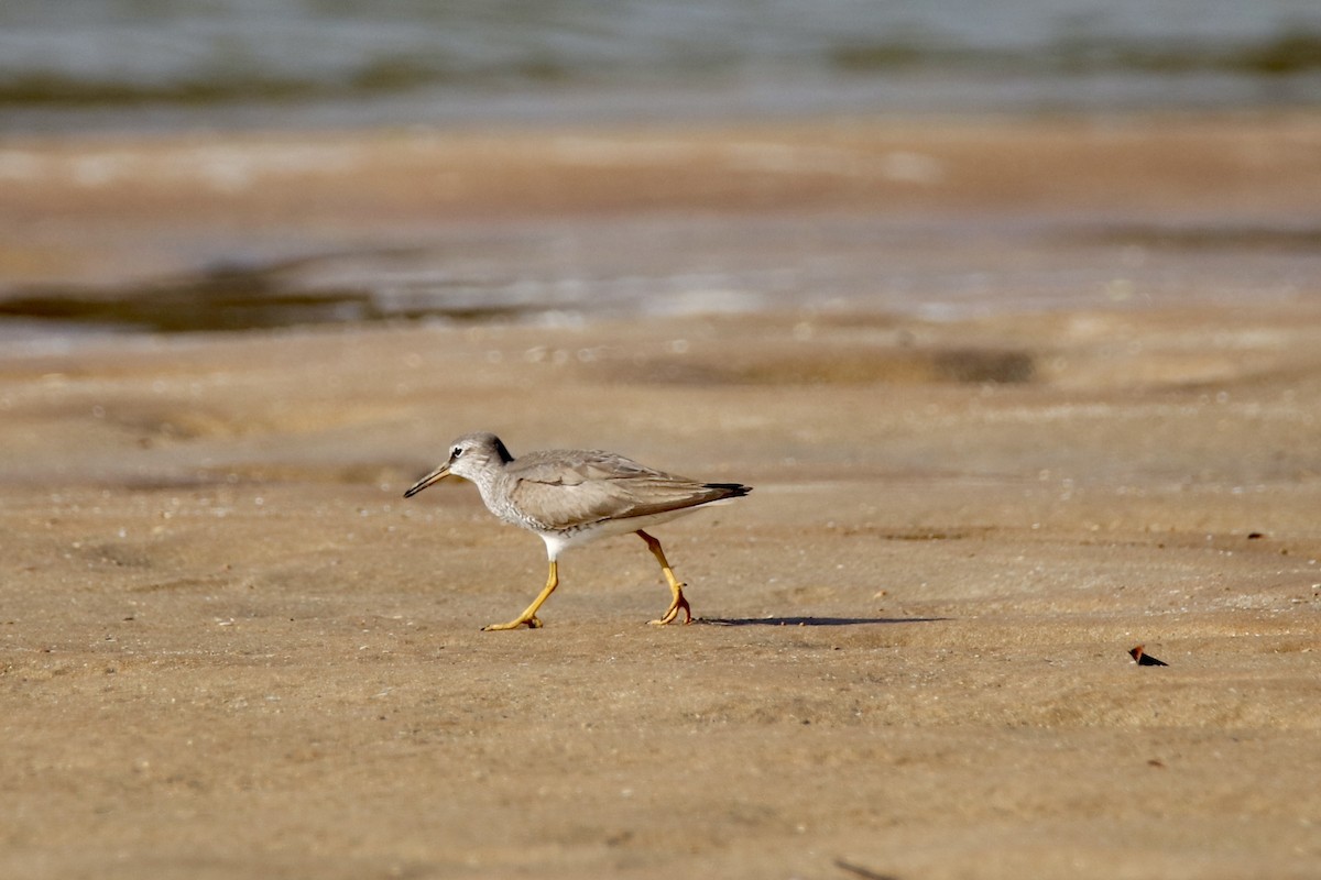 Gray-tailed Tattler - ML641478967
