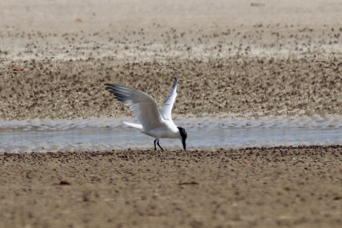 Gull-billed Tern - ML641478970