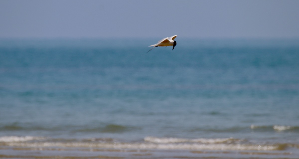 Gull-billed Tern - ML641478971