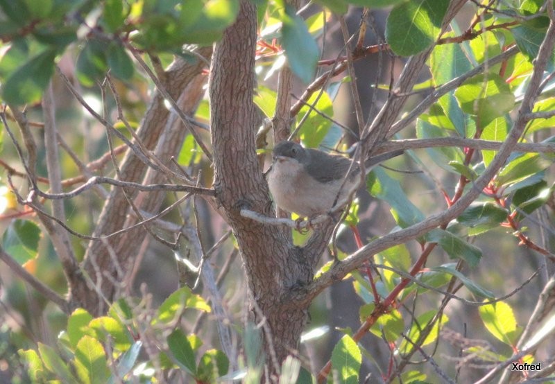 Western Subalpine Warbler - ML641478990