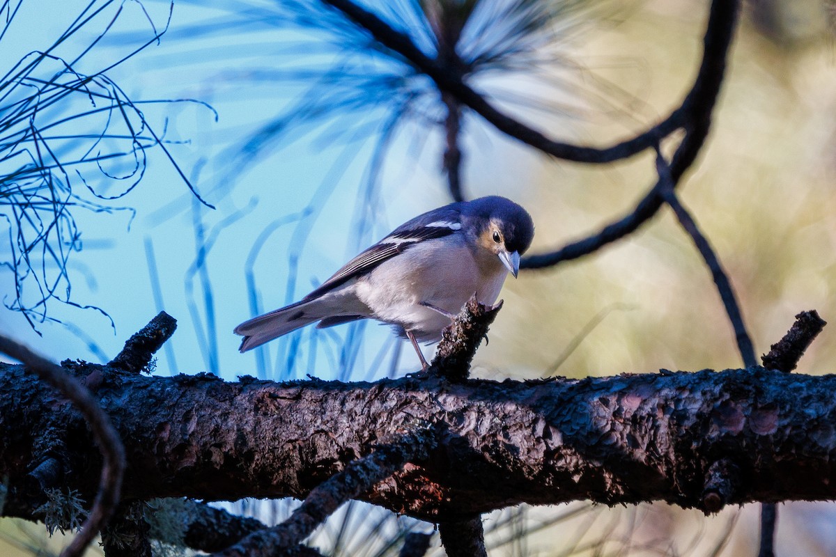 Canary Islands Chaffinch (Canary Is.) - ML641478995