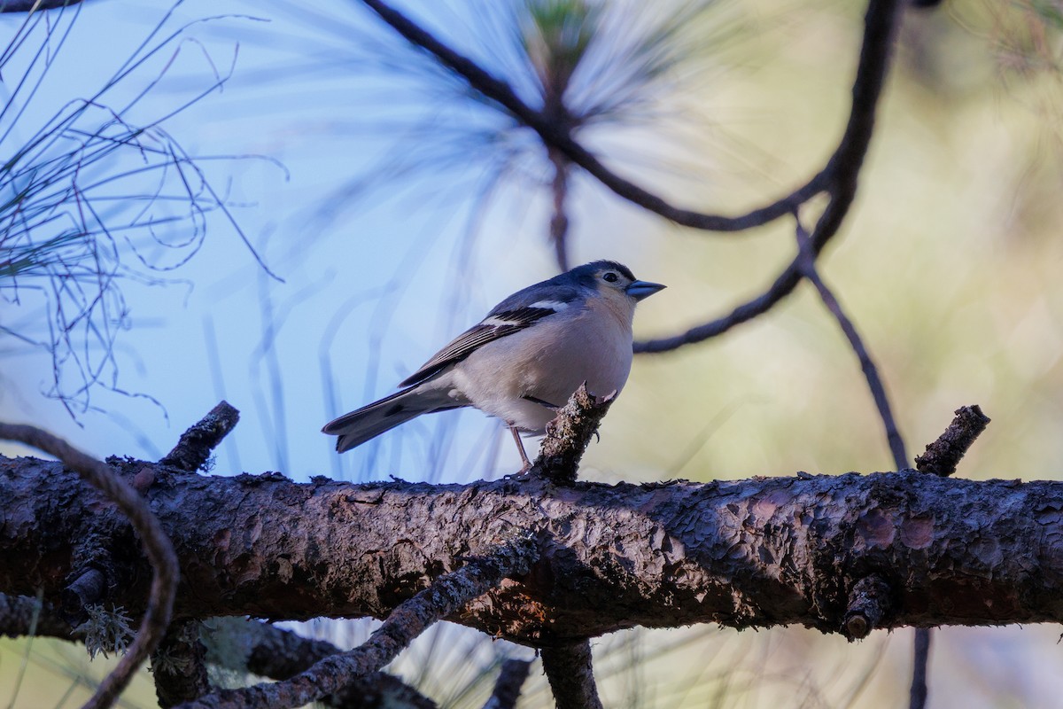 Canary Islands Chaffinch (Canary Is.) - ML641478997