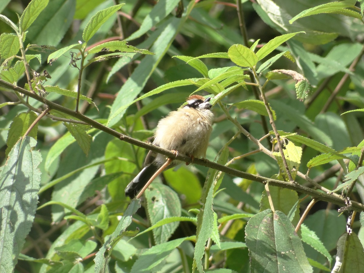 Black-throated Tit - ML641479000