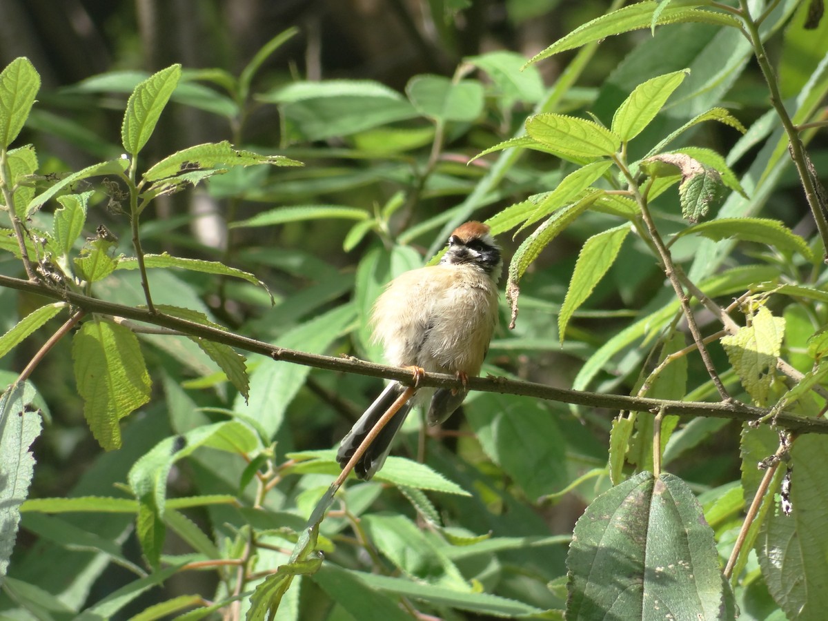 Black-throated Tit - ML641479006