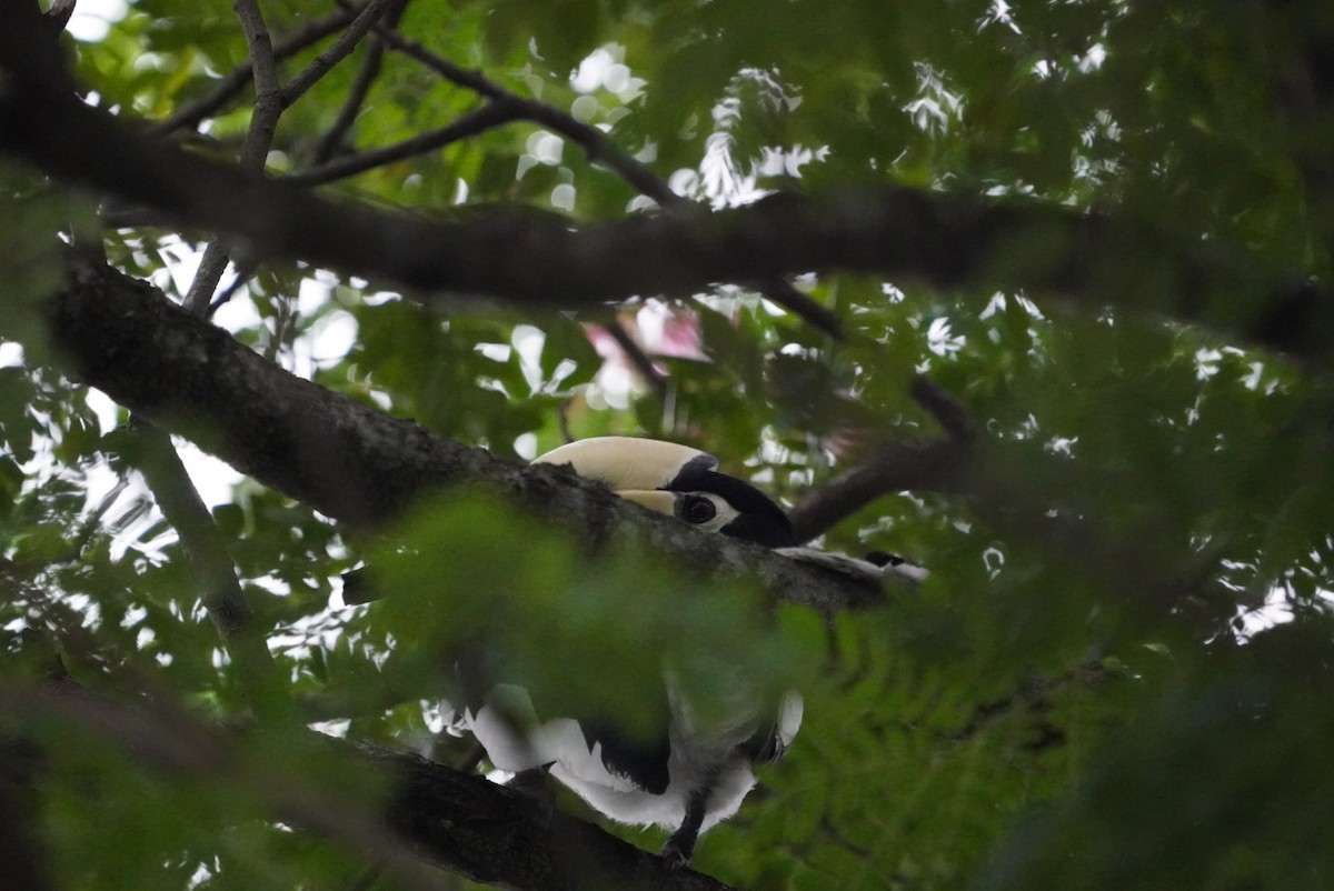 Oriental Pied-Hornbill - ML641479017