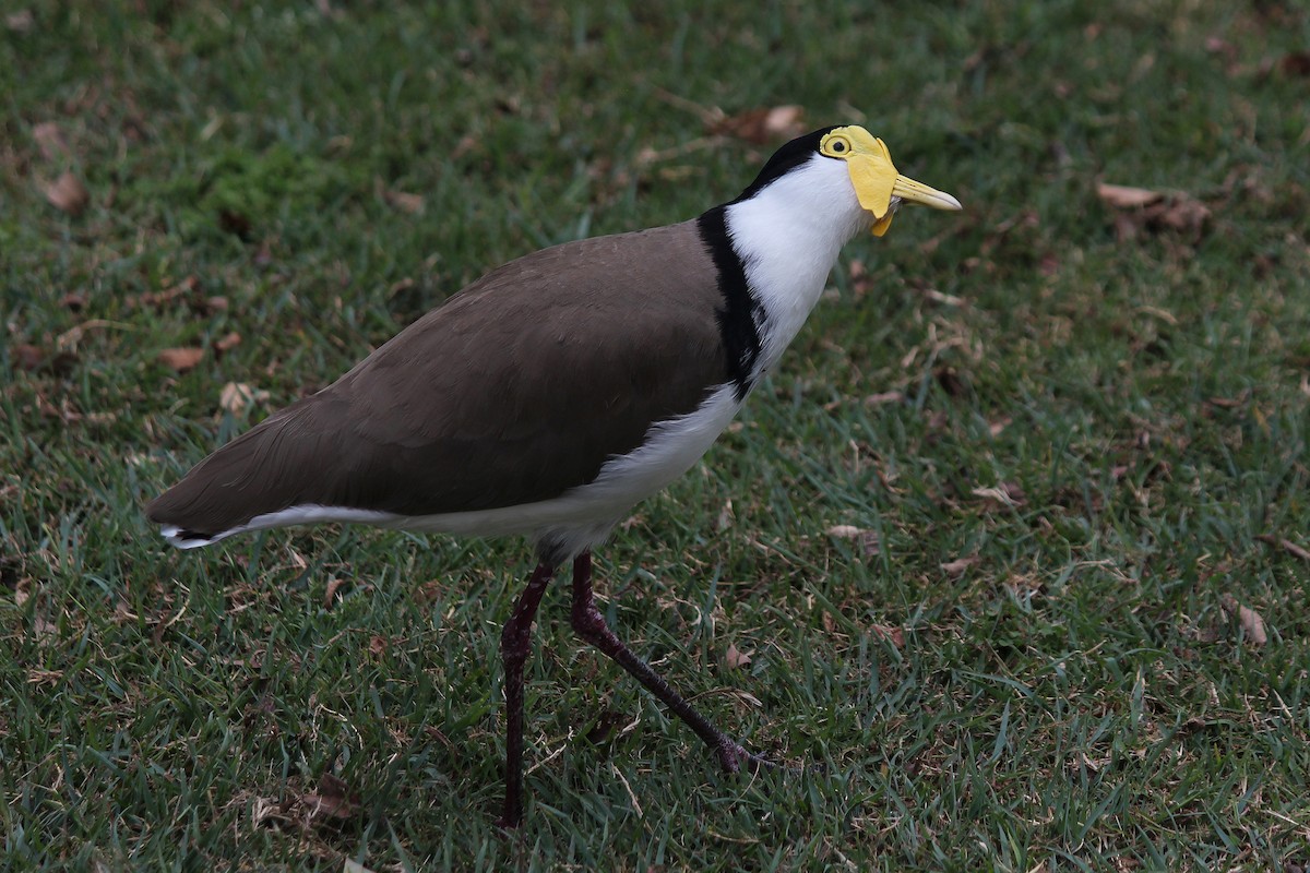 Masked Lapwing (Black-shouldered) - ML641479025