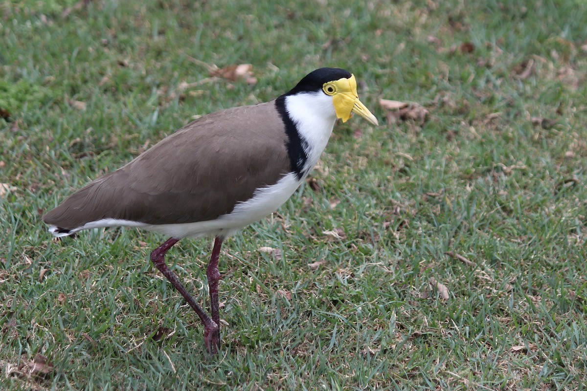 Masked Lapwing (Black-shouldered) - ML641479037