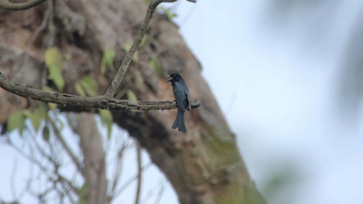 Square-tailed Drongo-Cuckoo - ML641479038