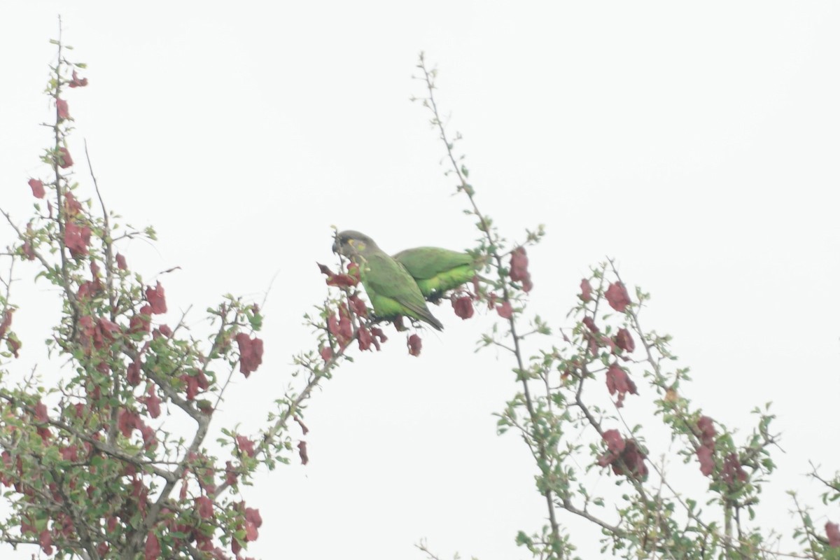 Brown-headed Parrot - ML641479045