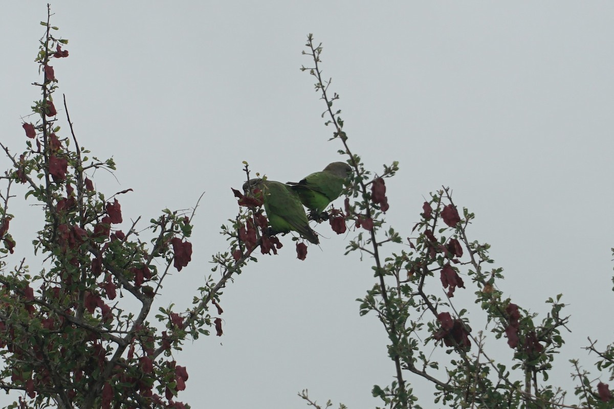 Brown-headed Parrot - ML641479048