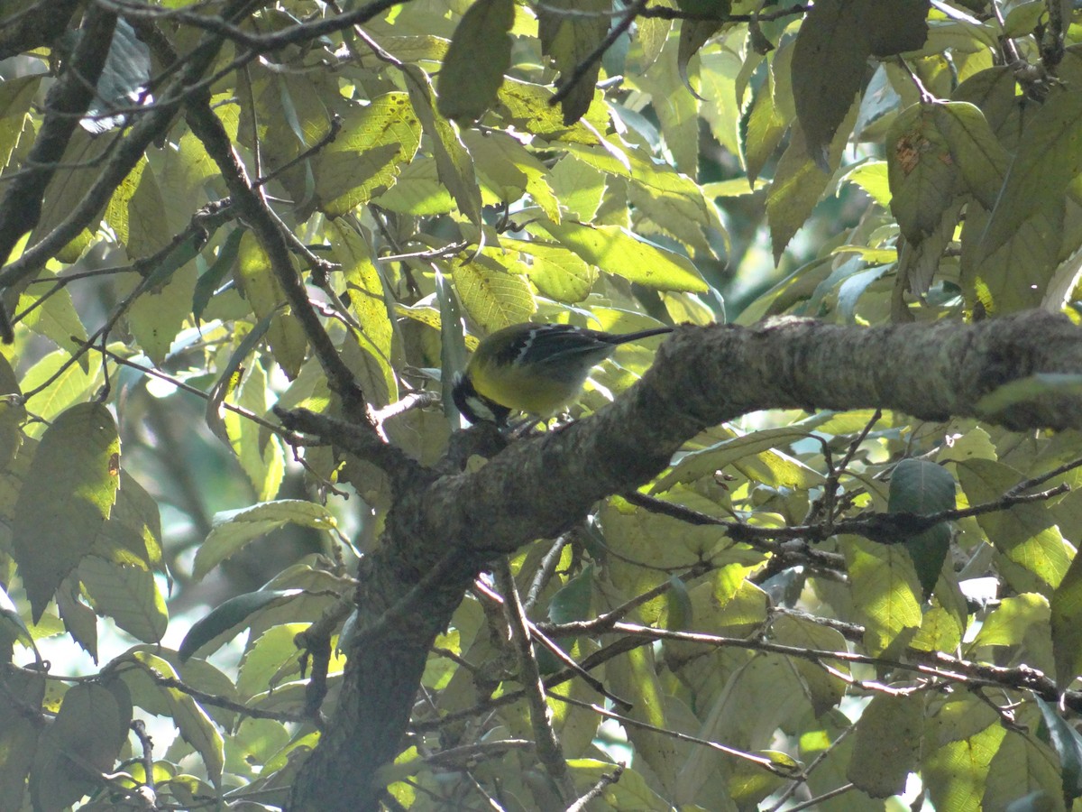 Green-backed Tit - ML641479052