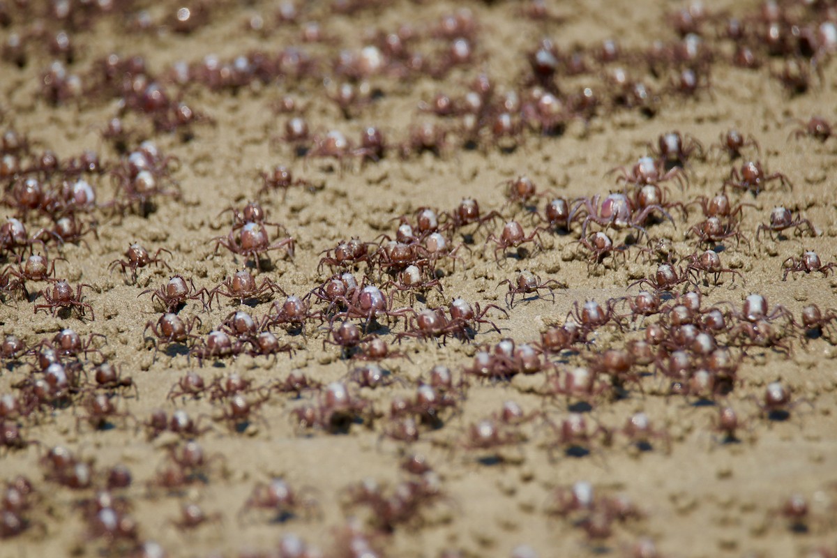 Animals - ML641479066