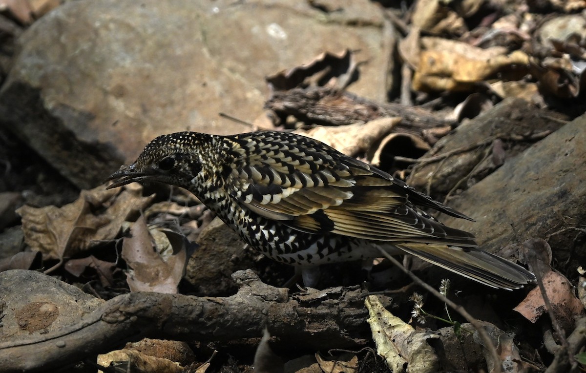 Blue-capped Rock-Thrush - ML641479088