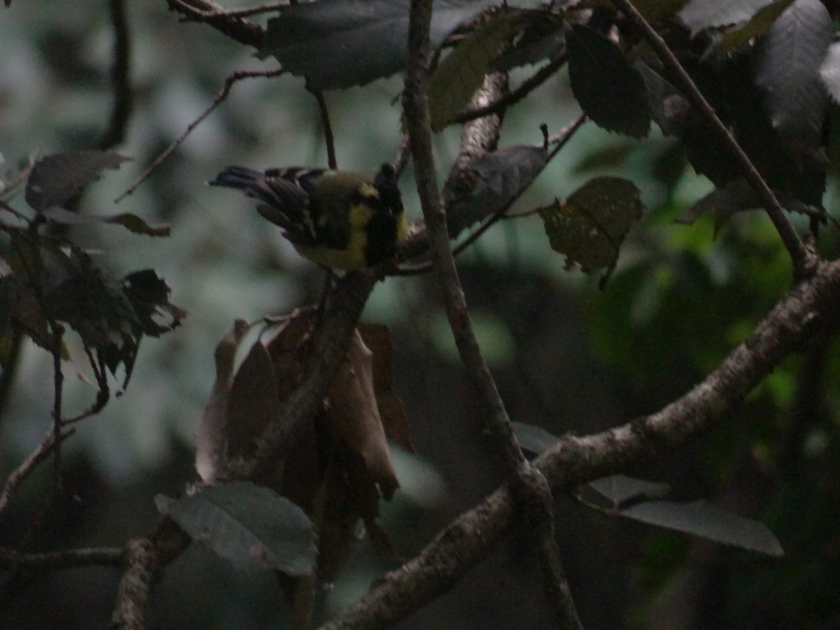 Himalayan Black-lored Tit - ML641479092
