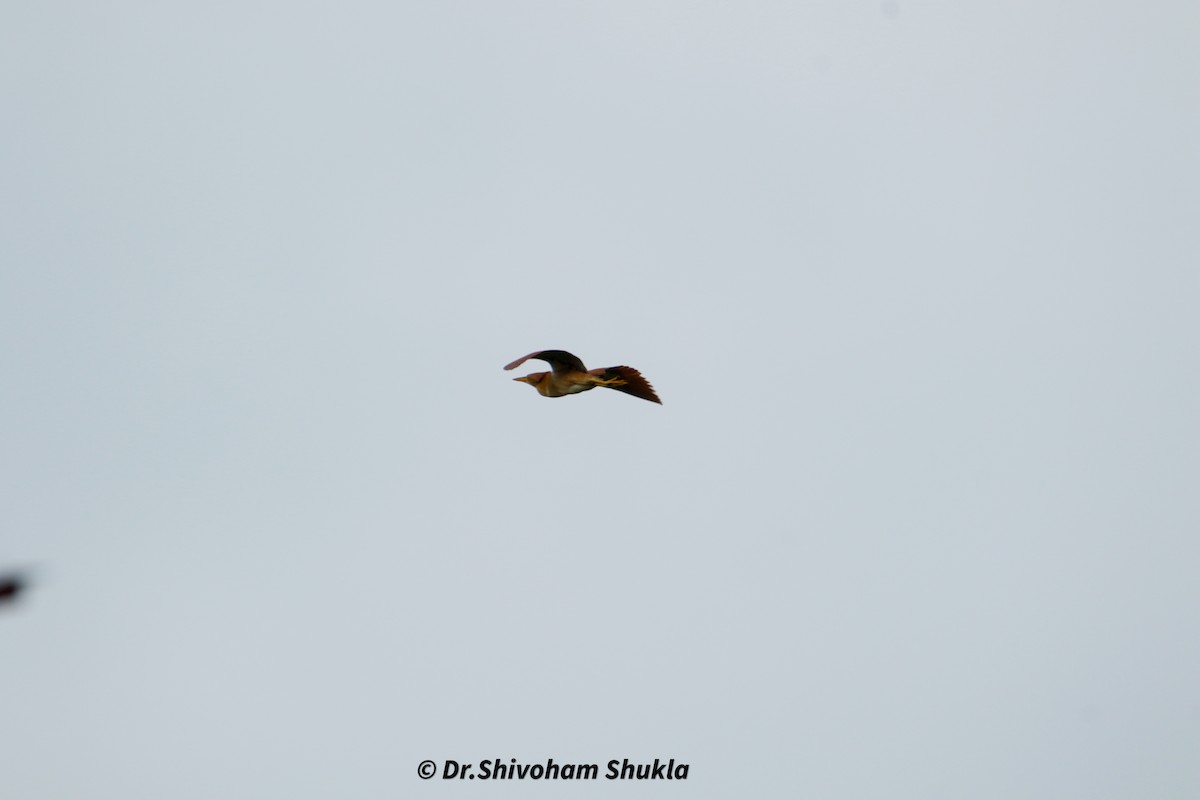 Cinnamon Bittern - ML641479160