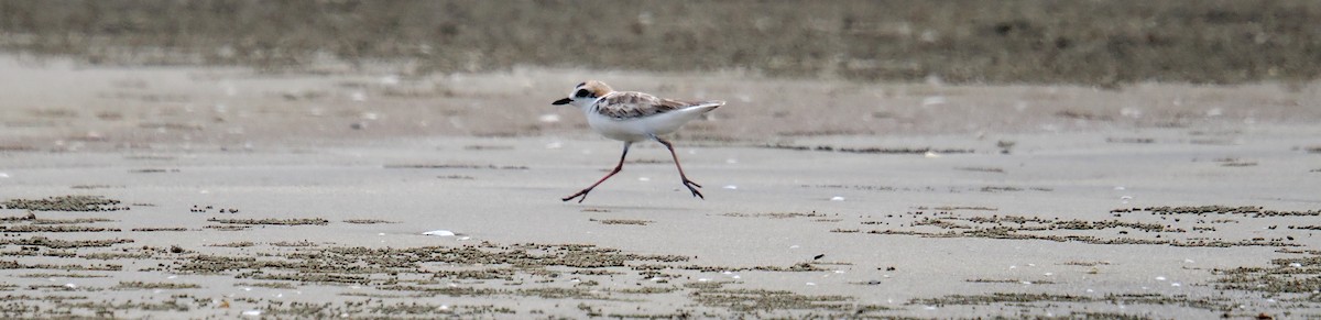 Malaysian Plover - ML641479164
