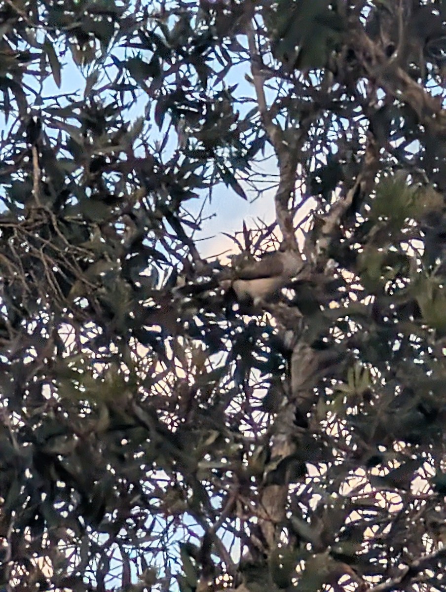 Noisy Miner - ML641479207
