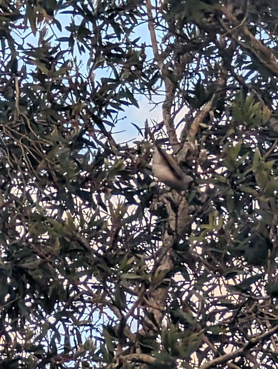 Noisy Miner - ML641479208