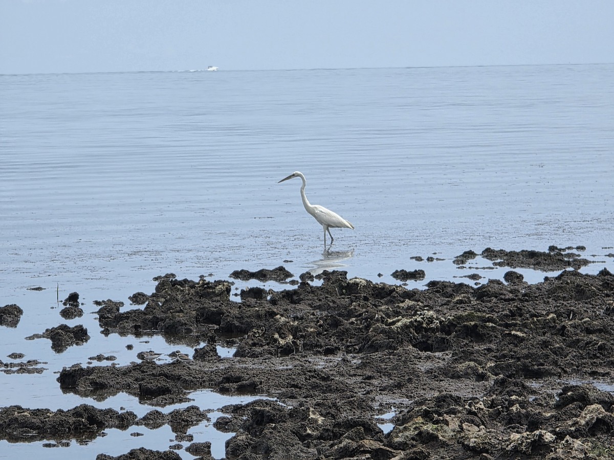 Grand Héron (occidentalis) - ML641479218
