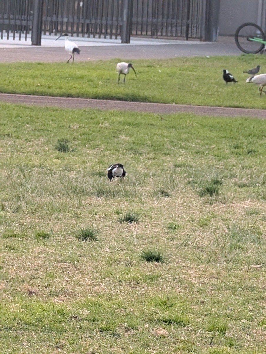 Australian Ibis - ML641479224