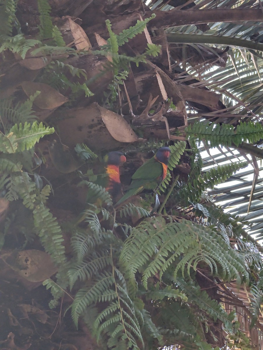 Rainbow Lorikeet - ML641479238