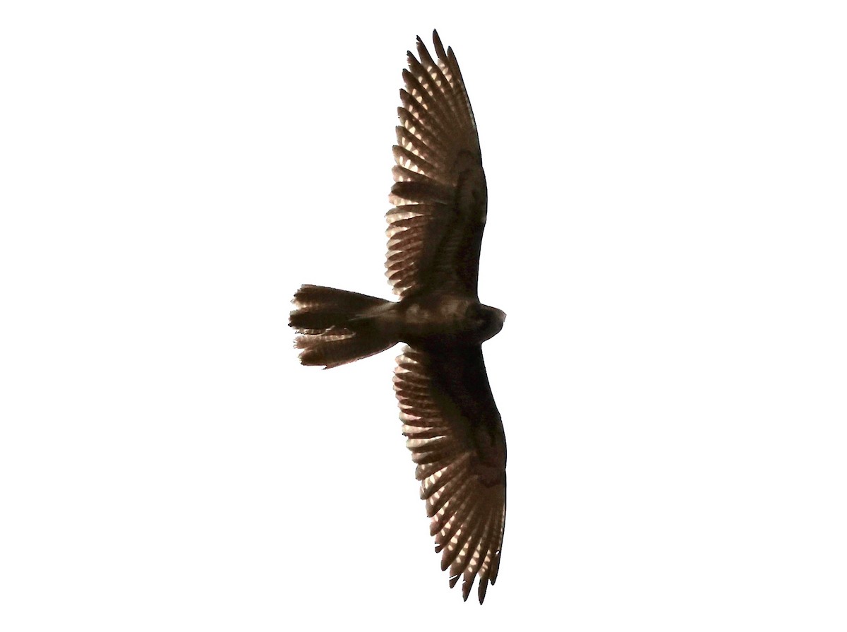 Brown Falcon - ML641479247