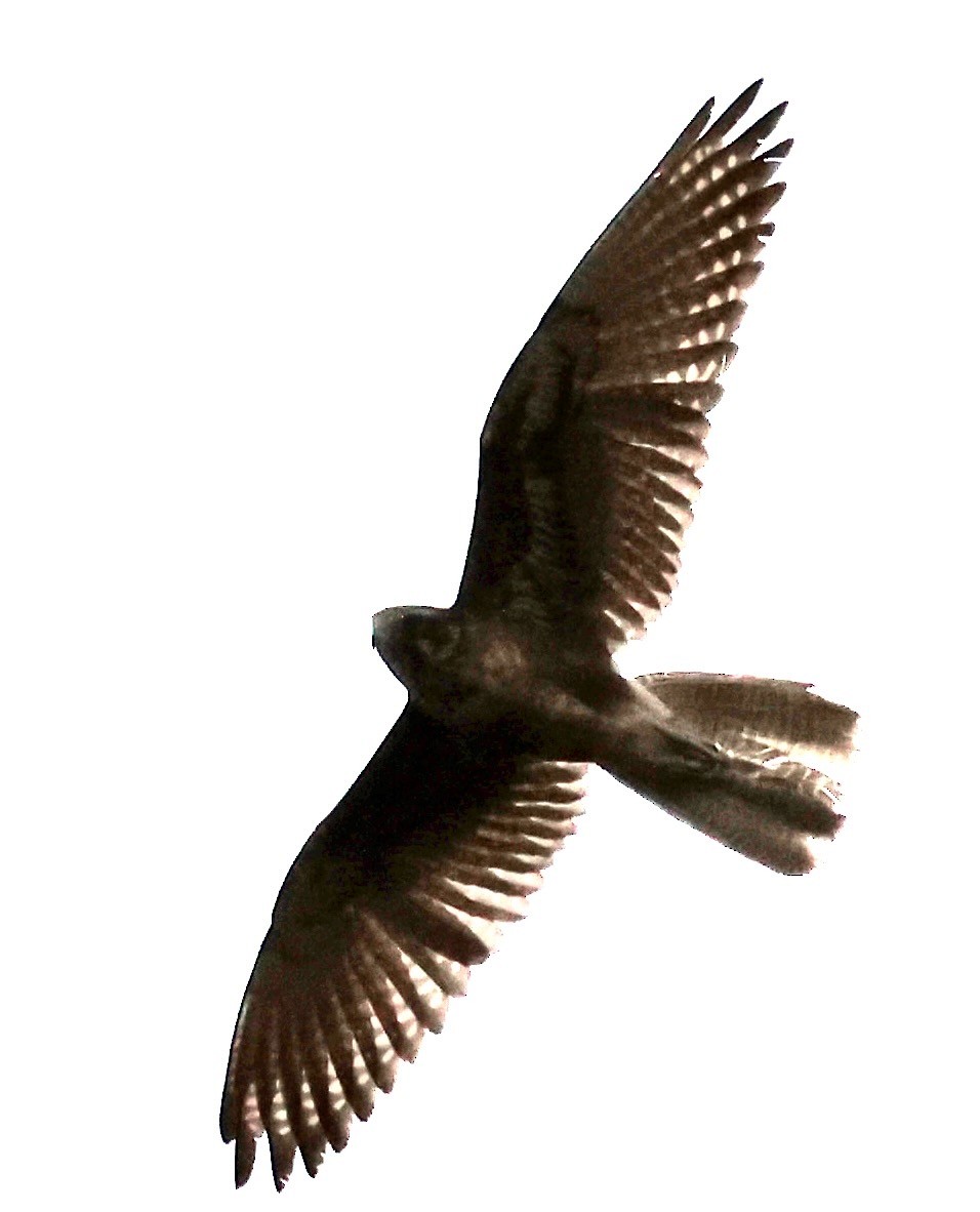 Brown Falcon - ML641479248