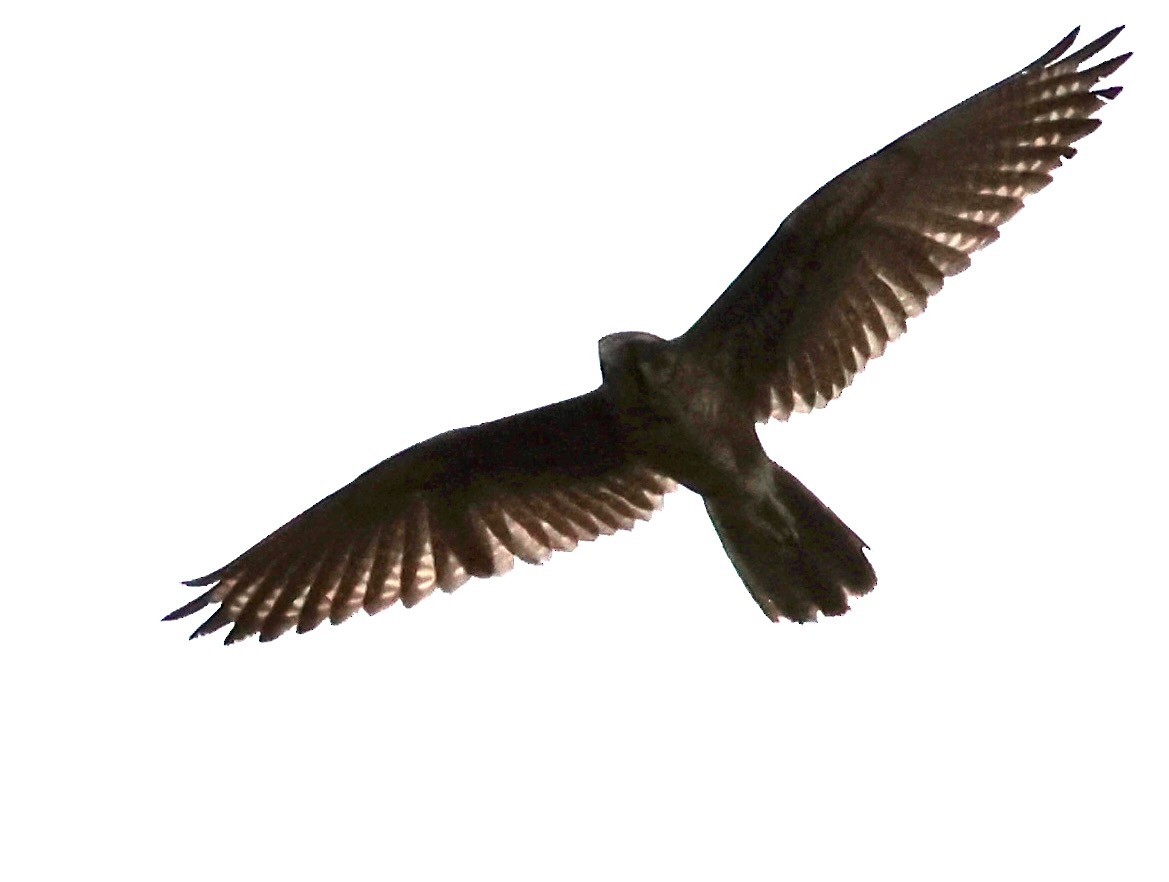 Brown Falcon - ML641479249