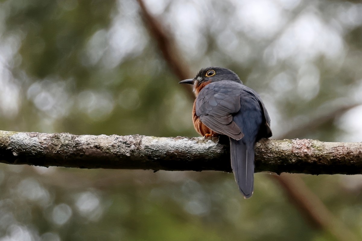 Chestnut-breasted Cuckoo - ML641479282