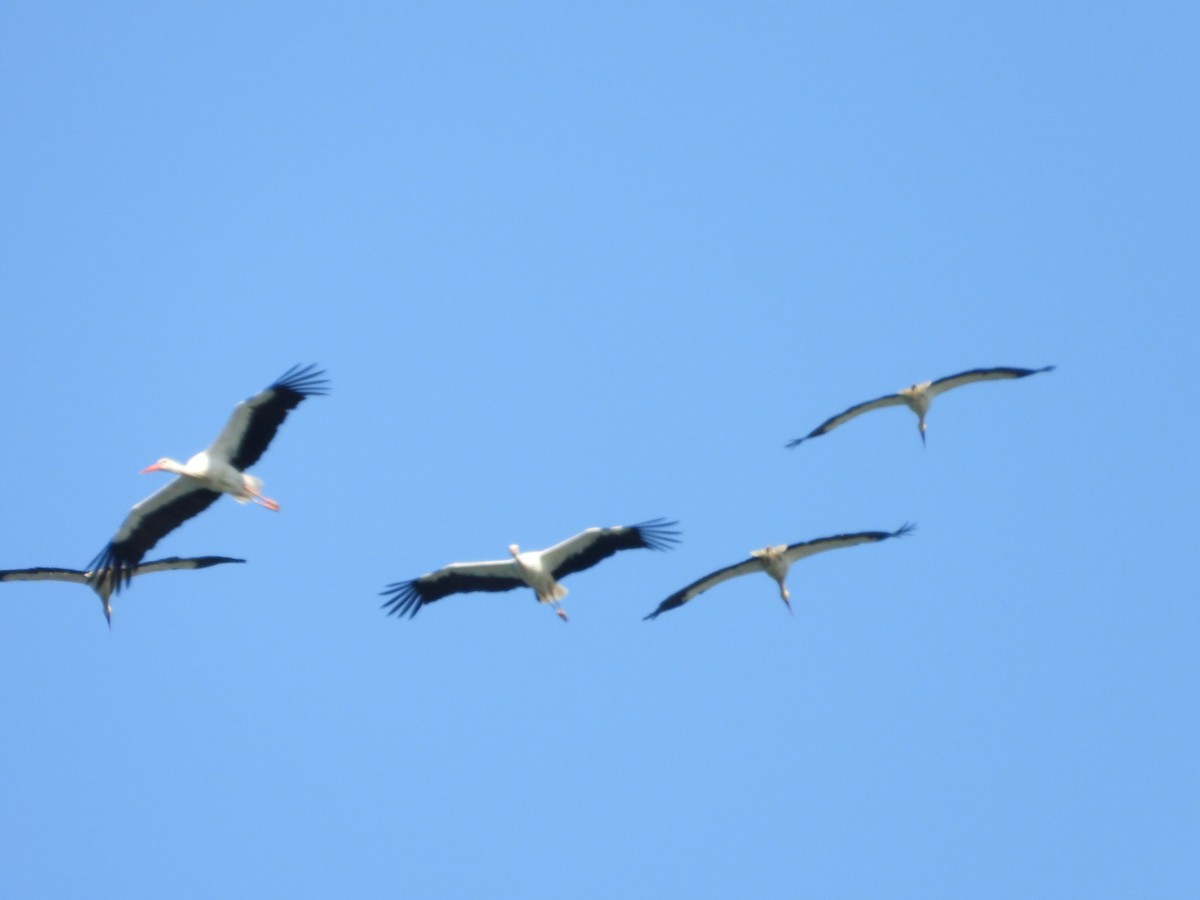 stork - ML641479284
