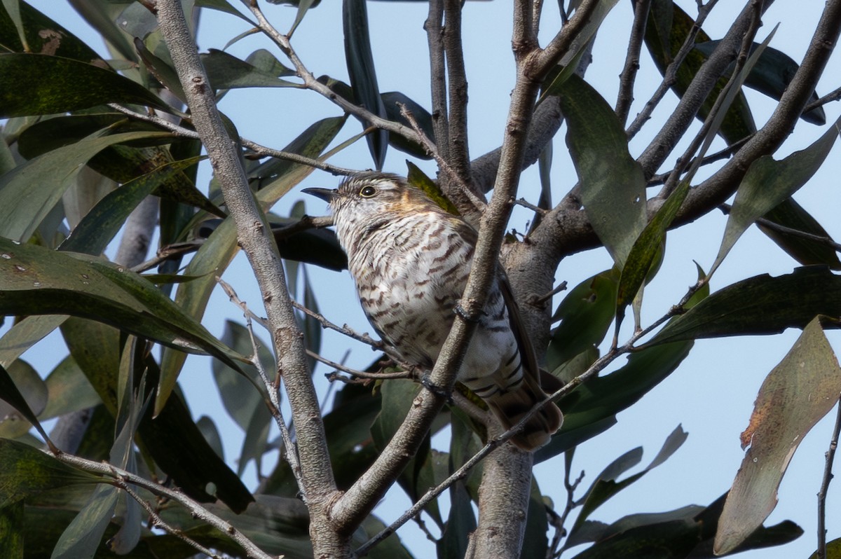 Little Bronze-Cuckoo - ML641479295