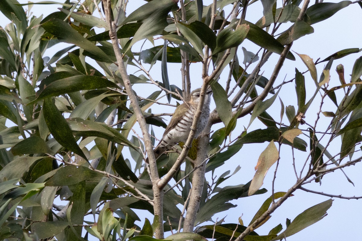 Little Bronze-Cuckoo - ML641479296