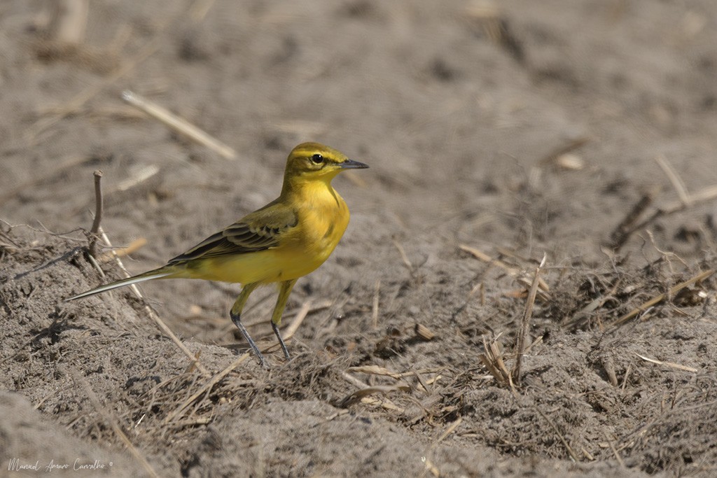 Western Yellow Wagtail (flavissima) - ML641479321