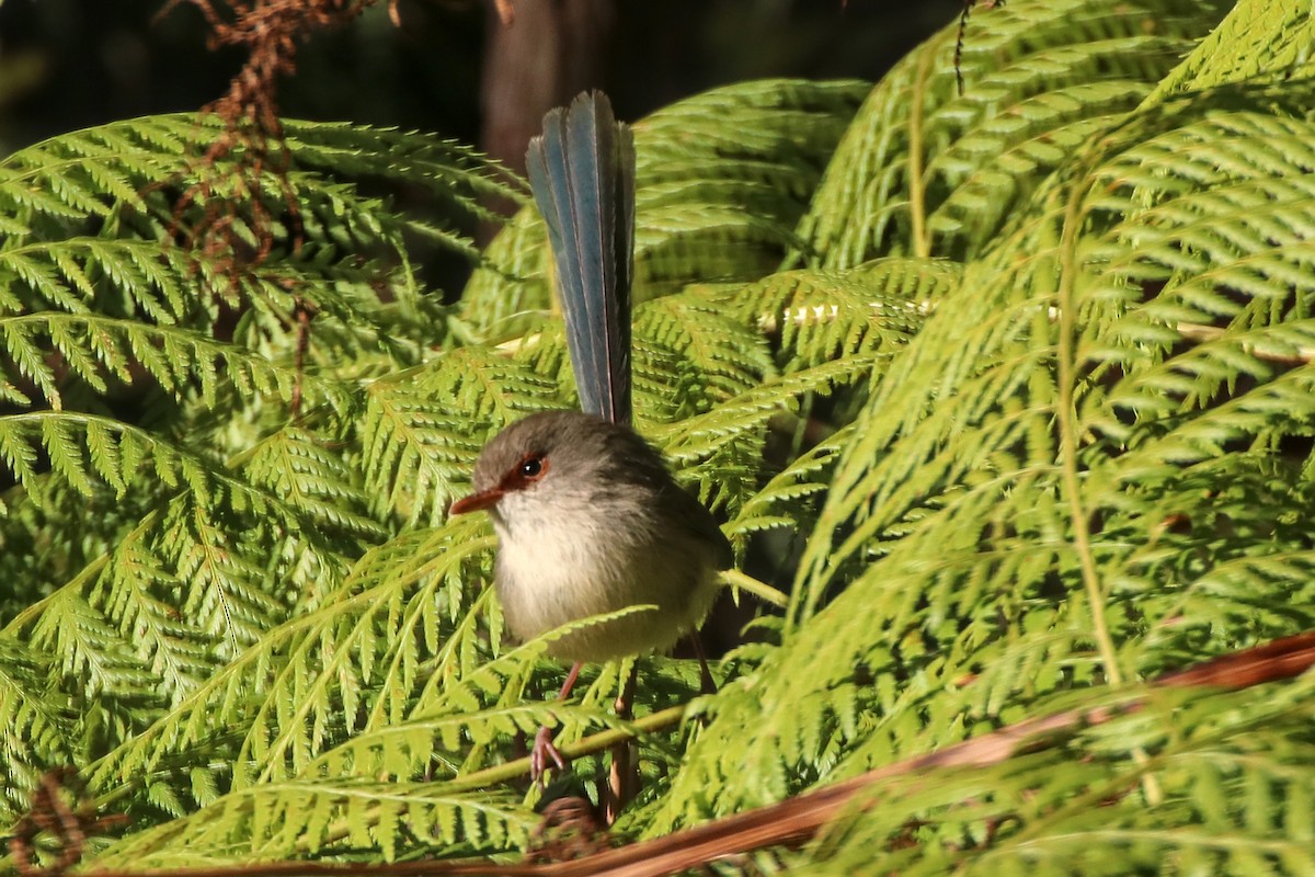 Variegated Fairywren - ML641479365