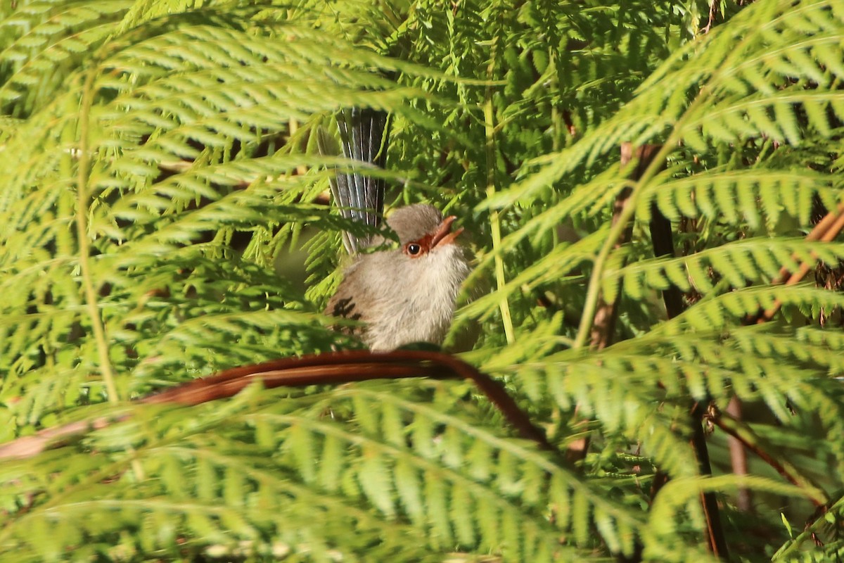 Variegated Fairywren - ML641479366