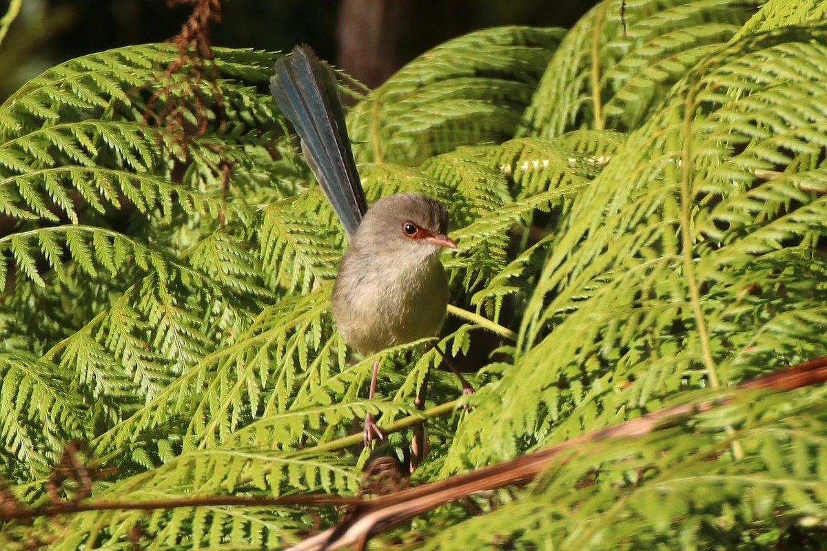 Variegated Fairywren - ML641479367