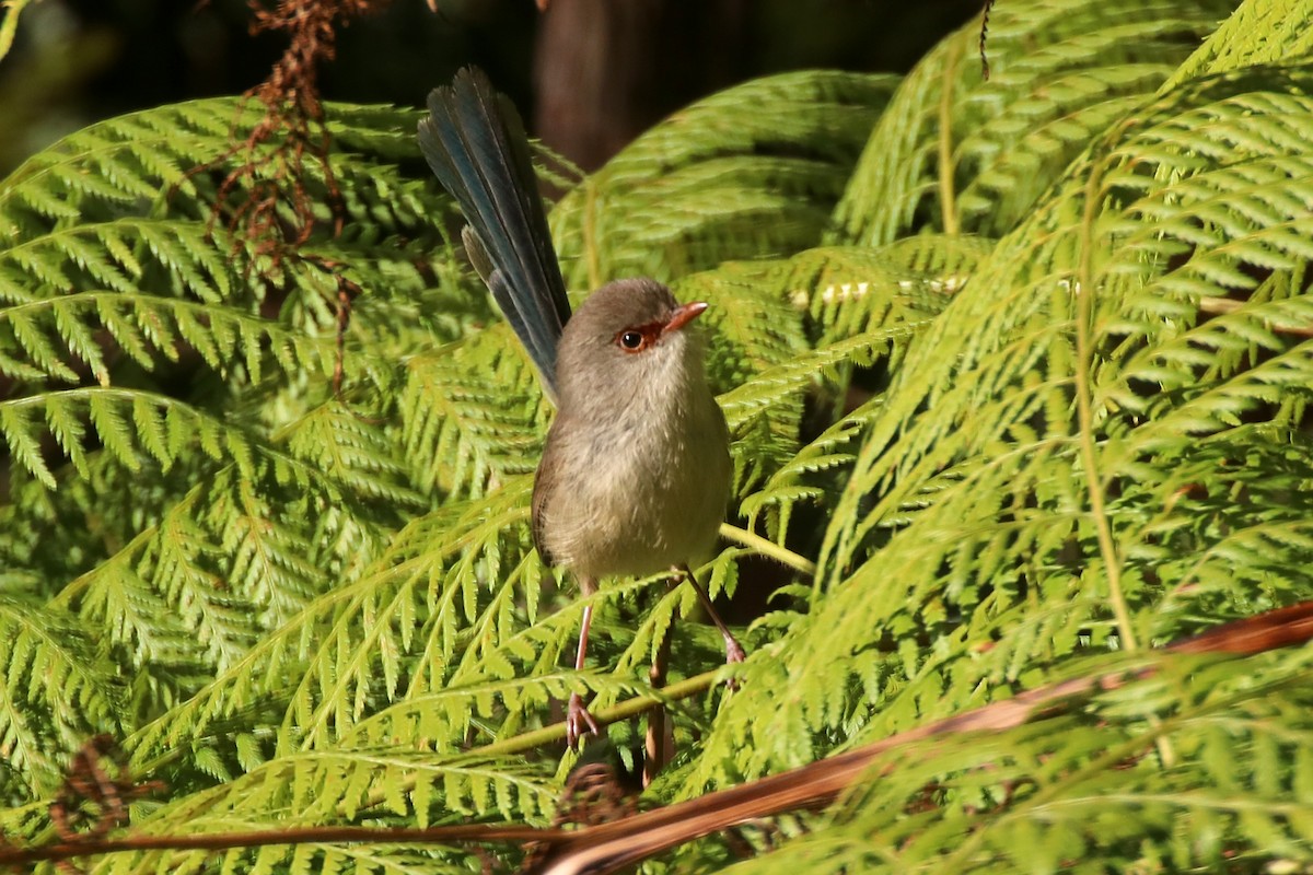 Variegated Fairywren - ML641479368