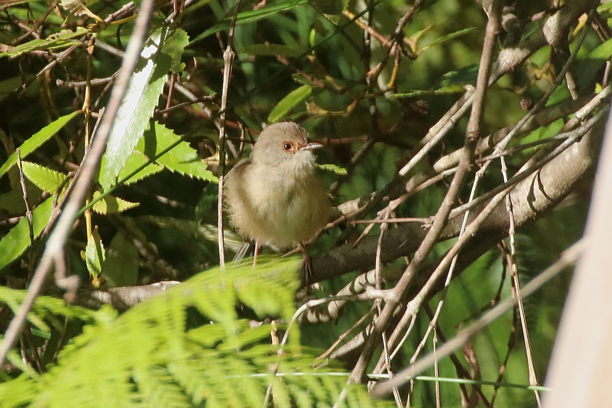 Variegated Fairywren - ML641479369