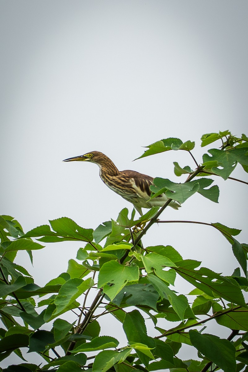 Chinese Pond-Heron - ML641479395