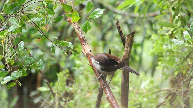 Western Parotia - ML641479400