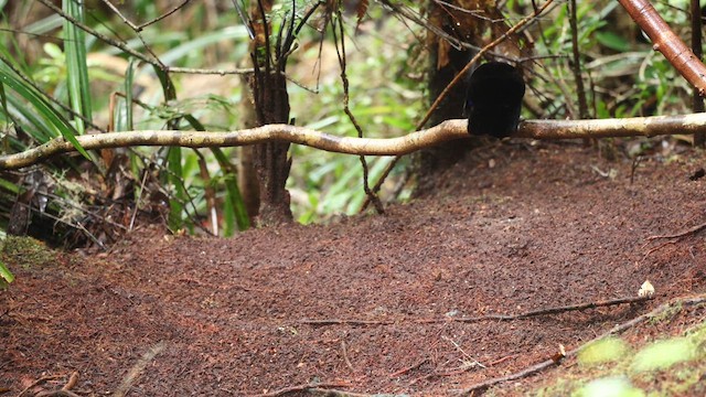 Western Parotia - ML641479406