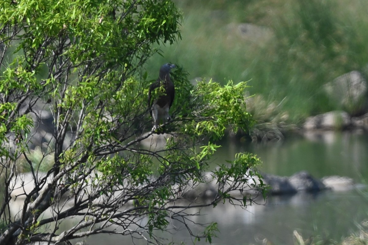 Gray-headed Fish-Eagle - ML641479471