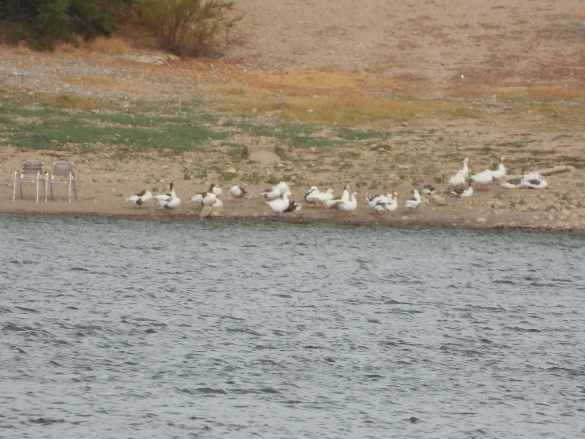 Ánsar Común (variedad doméstica) - ML641479493