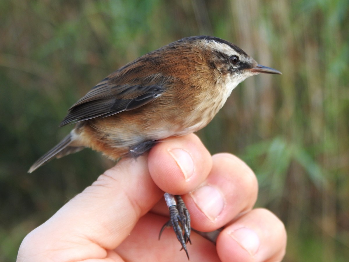 Moustached Warbler - ML641479505