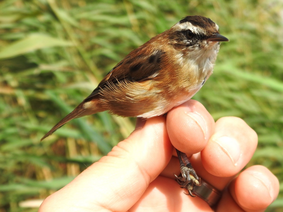 Moustached Warbler - ML641479506