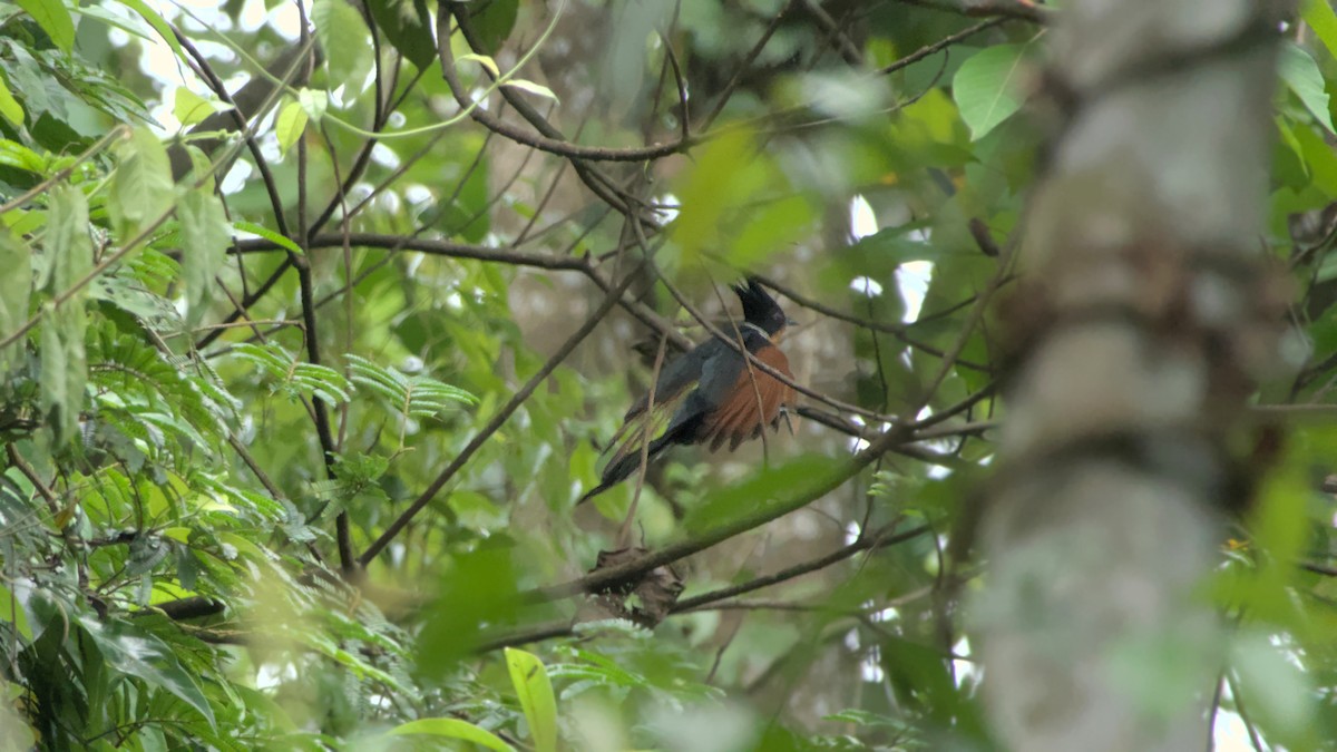 Chestnut-winged Cuckoo - ML641479530