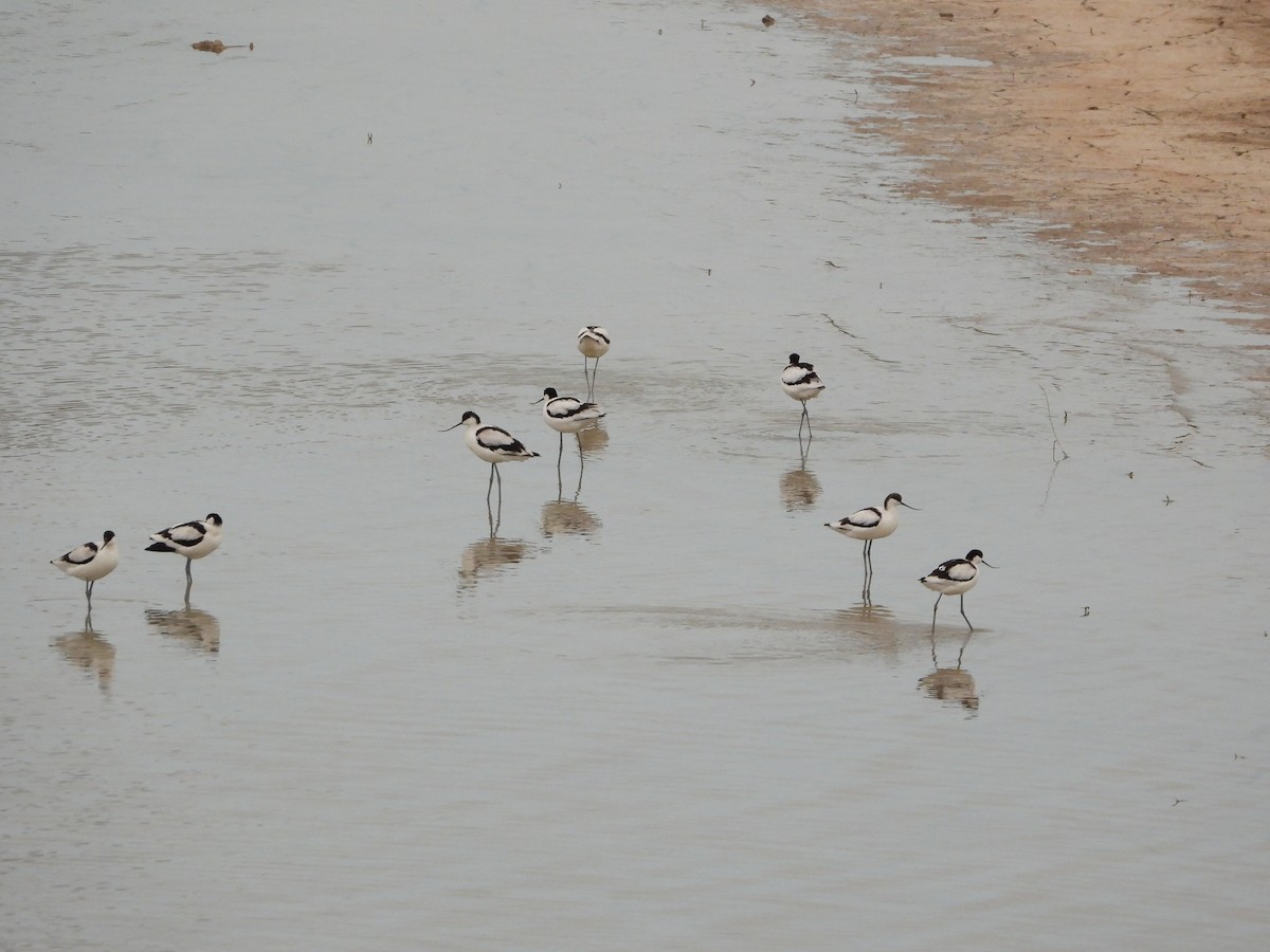 Avoceta Común - ML641479531