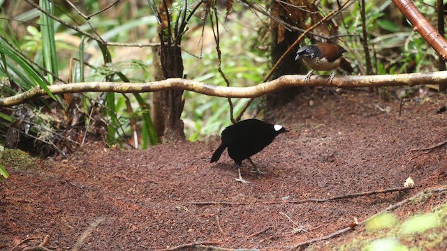Western Parotia - ML641479533