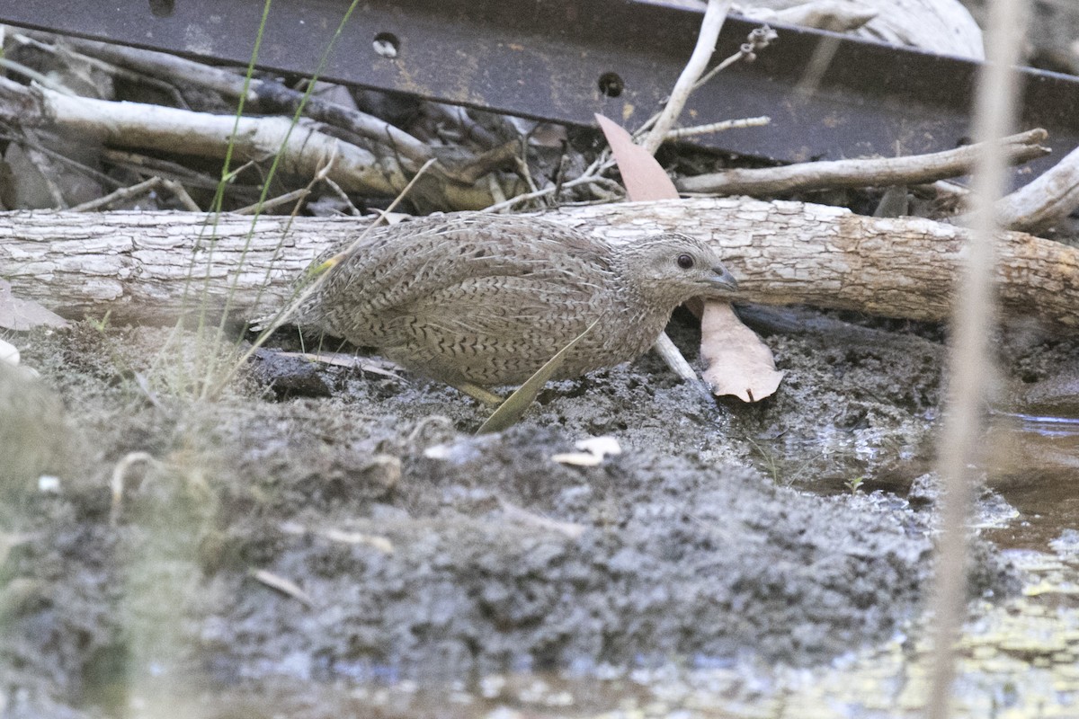 Brown Quail - ML641479544