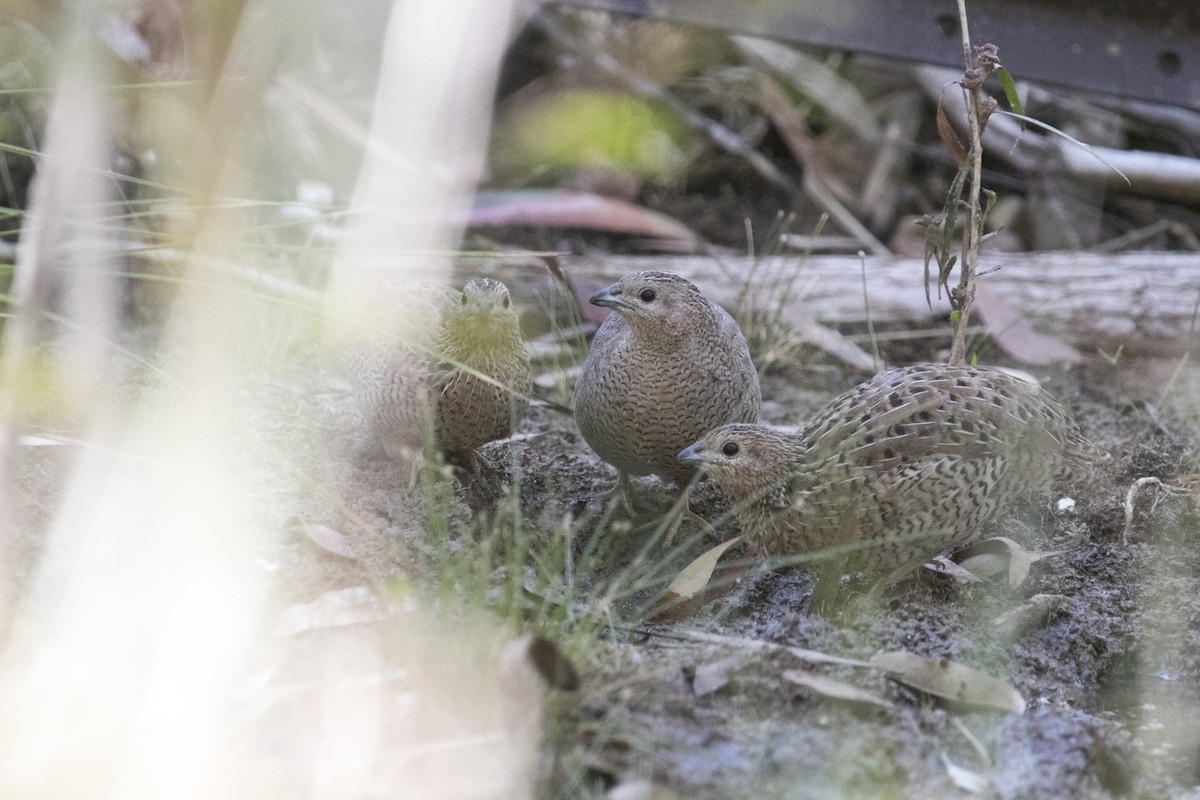 Brown Quail - ML641479545